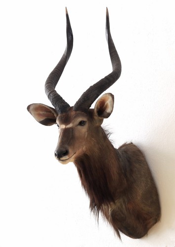 Nyala antilope - nyala,