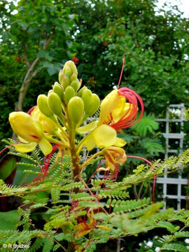 Samen exotische seeds - samen,