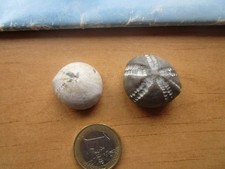 zwei sehr schöne versteinerte