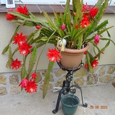 4 bewurzelte Ableger vom