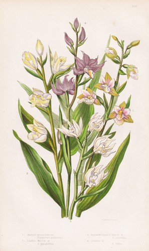 Epipactis palustris orchideen - epipactis,