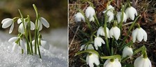 Schneeglöckchen Galanthus Nivalis Frische Zwiebeln 10 Stück