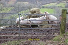 Foto 6x4 Schafe am Futtergestell Craswall\/SO2835 Schafe am Futterlauf c2022