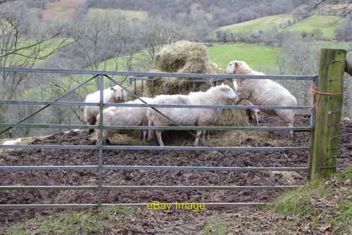 Foto 6x4 schafe - foto,