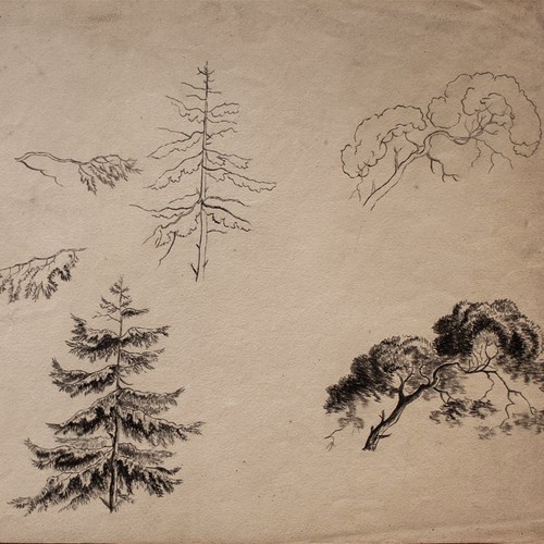 Naturstudie baum tanne - baum,