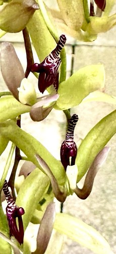 Cirrhaea species select new - species,