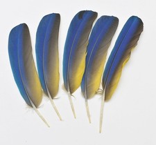 5 Stk .23,5-22 cm rechts