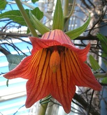 SAMEN Blumen-Beet KANARISCHE GLOCKENBLUME Bio-Garten Terrasse Klassiker gute