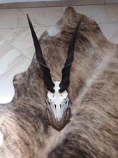 Afrika trophäe eland - afrika,