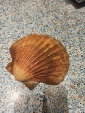 Jakobsmuscheln Muscheln Muschelschalen Deko Natur 