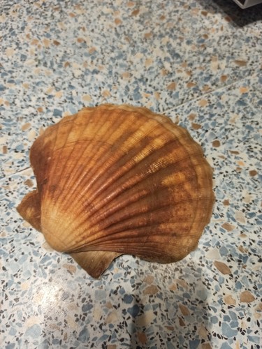 Jakobsmuscheln muscheln - jakobsmuscheln,