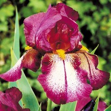 Iris Rhizom Staude Iris