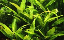 SAHAWA Hygrophila 'Siamensis'