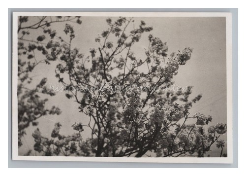 Frühling baumblüten 1935 - baumblüten,