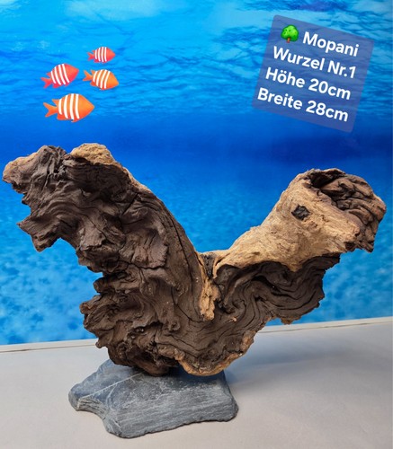 Top aquarium mopani - 🌳,