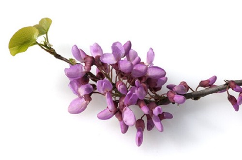 Chinesischer judasbaum cersis - chinesischer,