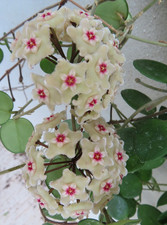 Hoya Wachsblume Porzellanblume Mathilde Ableger