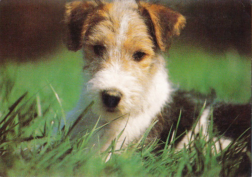 Fox terrier postkarte - terrier,