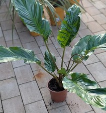 XXL Fledermausblume Tacca Chantrieri