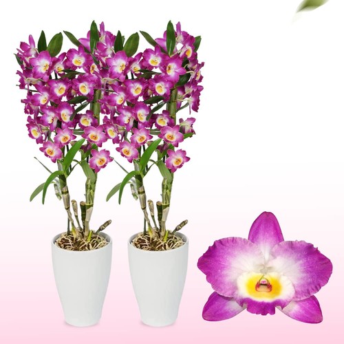 Orchideen pflanzen bambus - pflanzen,
