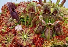 Sphagnum Moos 🌈 Torfmoos