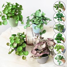 Mini Künstliche Sukkulenten Bonsai Pflanzen Gefälschte Blätter Hausgarten B  ↑