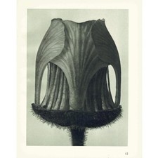 1929 WATER AVENS BUD Druck -