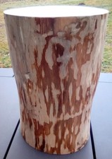 Baumstamm Holzstamm Hartholz