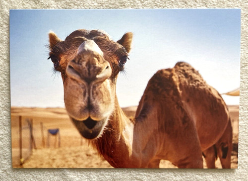 Postkarte kamel dromedar - ak,