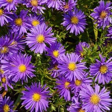  Kissenaster - Aster Dumosus-Hybr. 'Blaue Lagune' Staude 0,5 Liter Topf