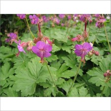 Storchschnabel pink, 5 Ableger, Bienenpflanze, Bodendecker