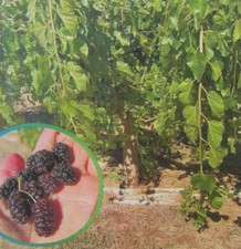 Maulbeere  Morus 'Pendulo'