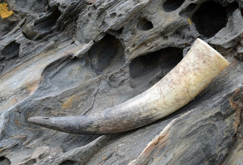 Trinkhorn natur rau - 0,8,