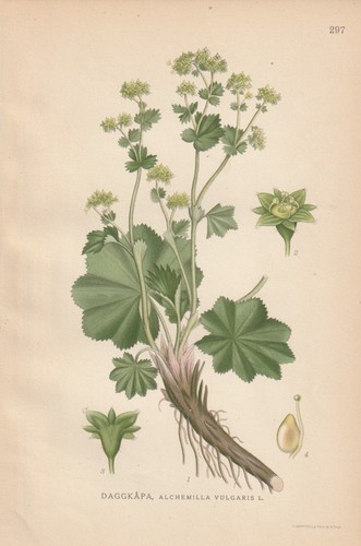 Spitzlappiger frauenmantel - spitzlappiger,