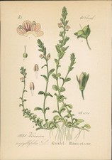 Chromolithographie 