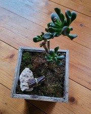 BONSAI Baum Bonsaigarten 25cm