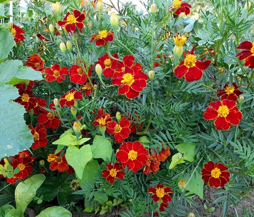 Samen tagetes patula - tagetes,