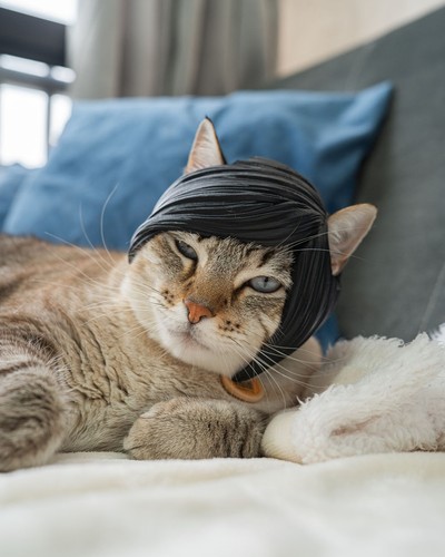 Katzen perücke emo haare - katzen,