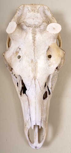 Schöner hirschschädel für - schöner,