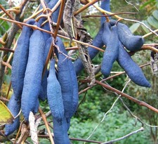 Samen von der winterharten schönen BLAUGURKE - ungewöhnliches Gemüse im Garten