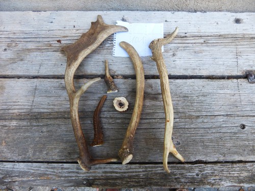 Rothirsch damhirsch - rothirsch-, damhirsch-