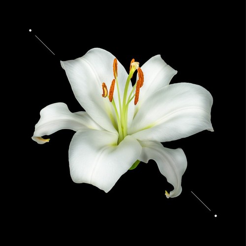 Parfum damen - parfum,