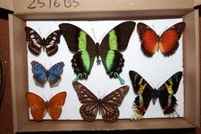 Insekten Schmetterlinge  7 Falter Afrika Asien  #251605