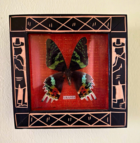 Gerahmter schmetterling - gerahmter,