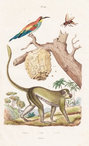 Guenon affen monkey - guenon,