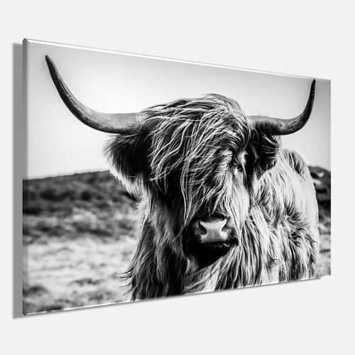 Wandbild hochlandrind 60x90 - wandbild,