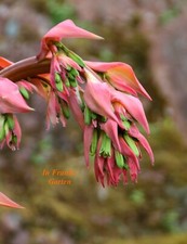 Yucca, Beschorneria yuccoides