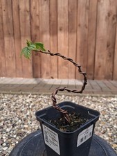 Bergahorn, Pre Bonsai, Bonsai