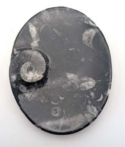 Sm0169 orthoceras - sm0169,