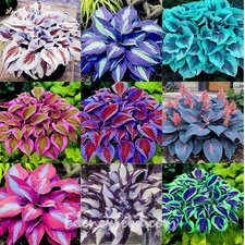 100Pcs Mixed Hosta Pflanze